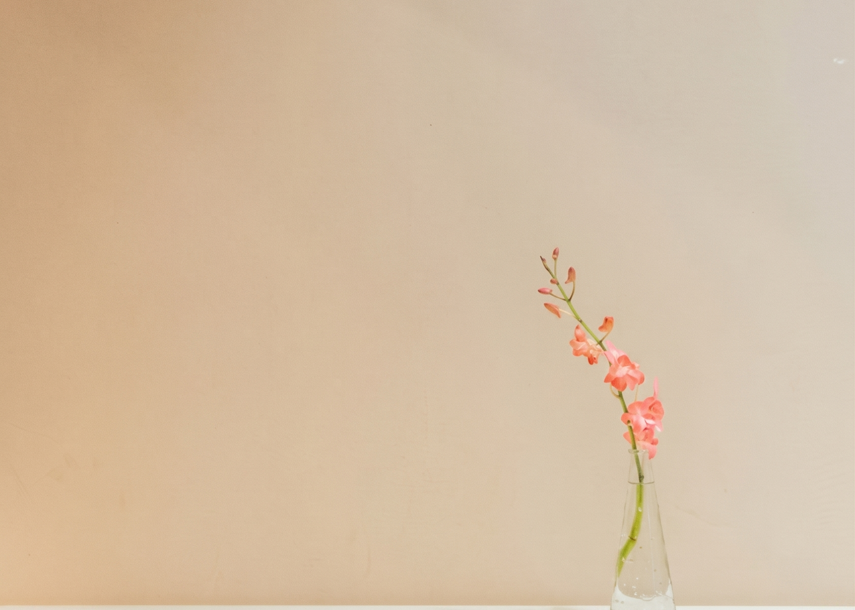 Pink orchid flowers in a clear glass vase against a neutral wall background